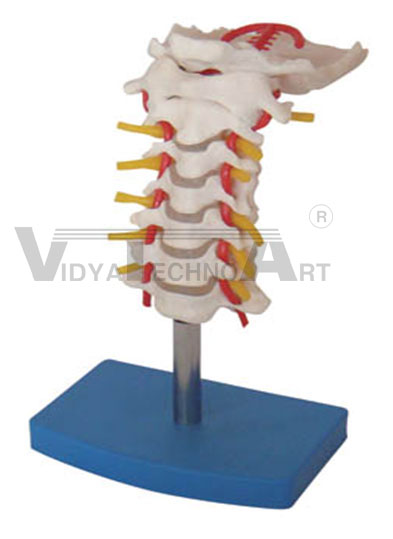 Cervical Vertebral Column With Neck Artery Occipital Hemiated Disc And Nerves Pharmaceutical and Anatomical Model Gifts Pharmaceutical and Anatomical Model Gifts